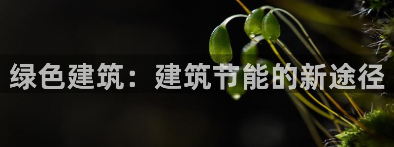 e尊国际-可可计划